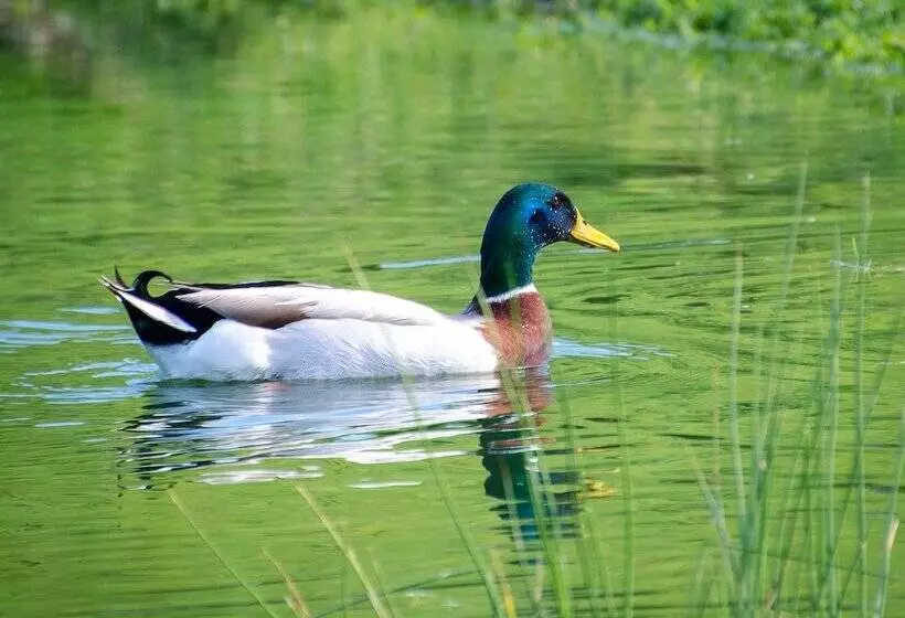 ベッドアンドブレックファースト L Ecrin Du Segala   La Roulotte