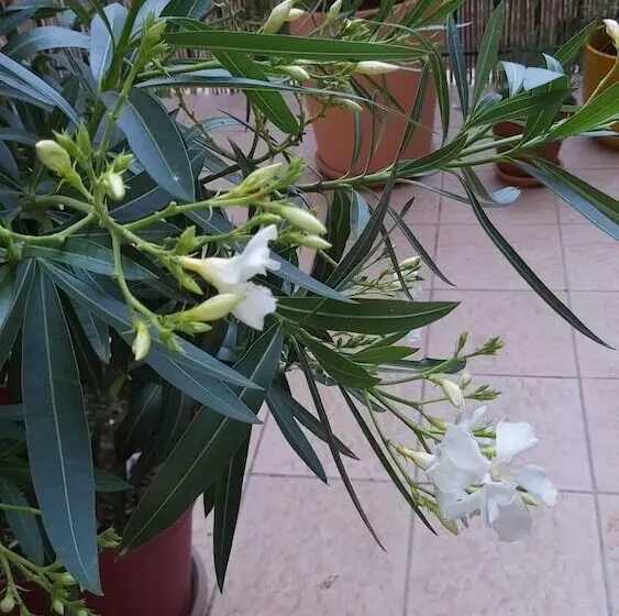 Aamiaismajoitus (B&B) Nezignan Paradisio