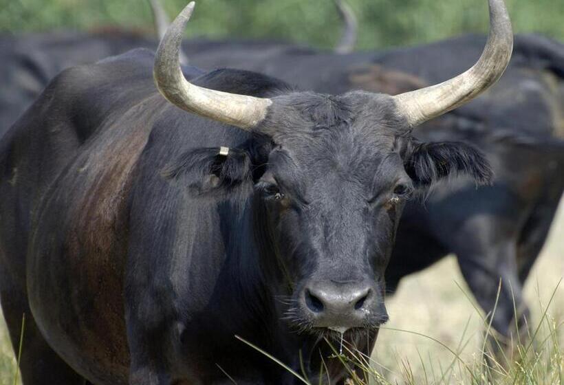 住宿加早餐 Le Mas Des Brune