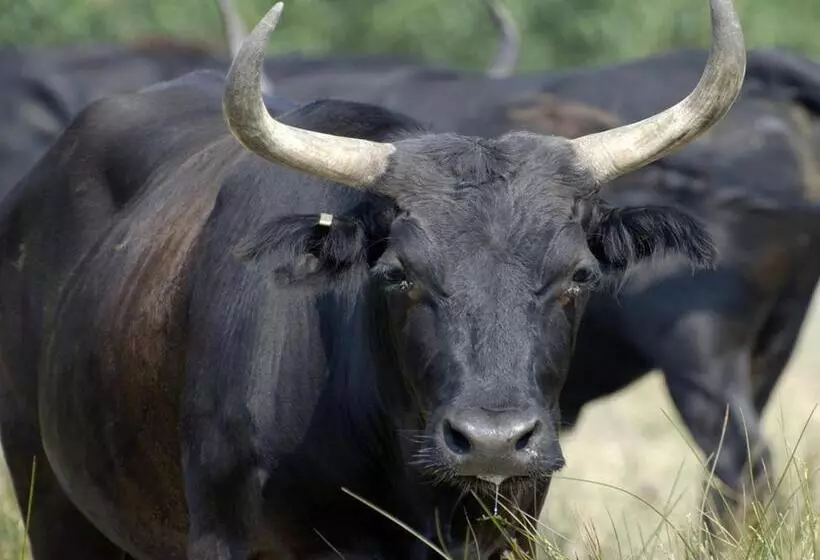 Aamiaismajoitus (B&B) Le Mas Des Brune