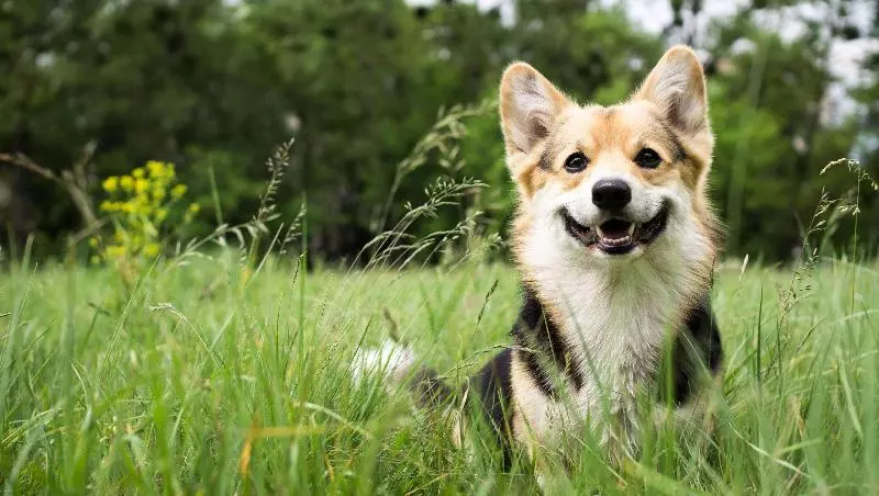 Hotelli Ivey S Motor Lodge