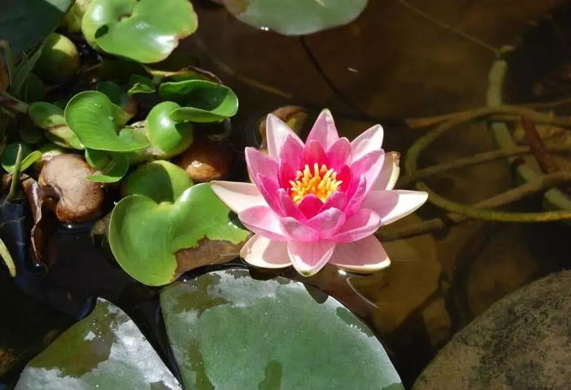 فندق Old Harbor Inn