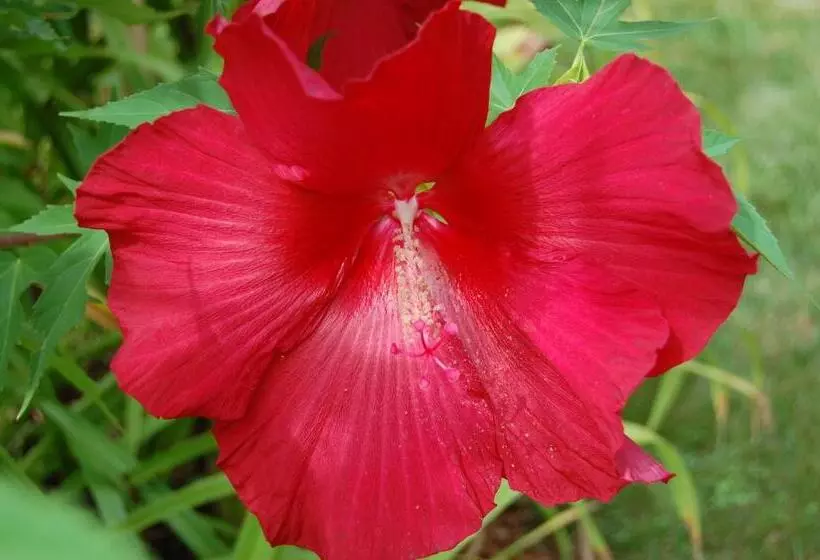 فندق Old Harbor Inn