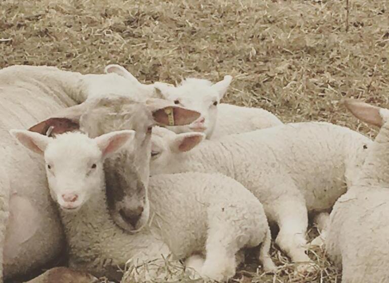 酒店 Fat Sheep Farm & Cabins