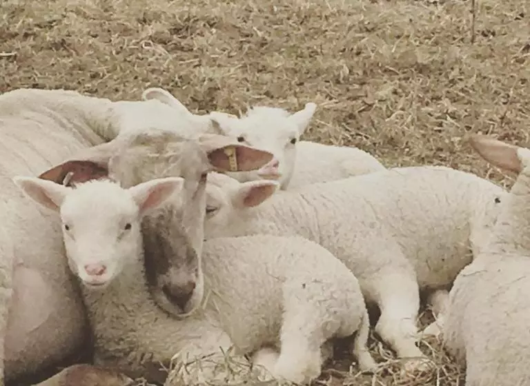 Hotelli Fat Sheep Farm & Cabins