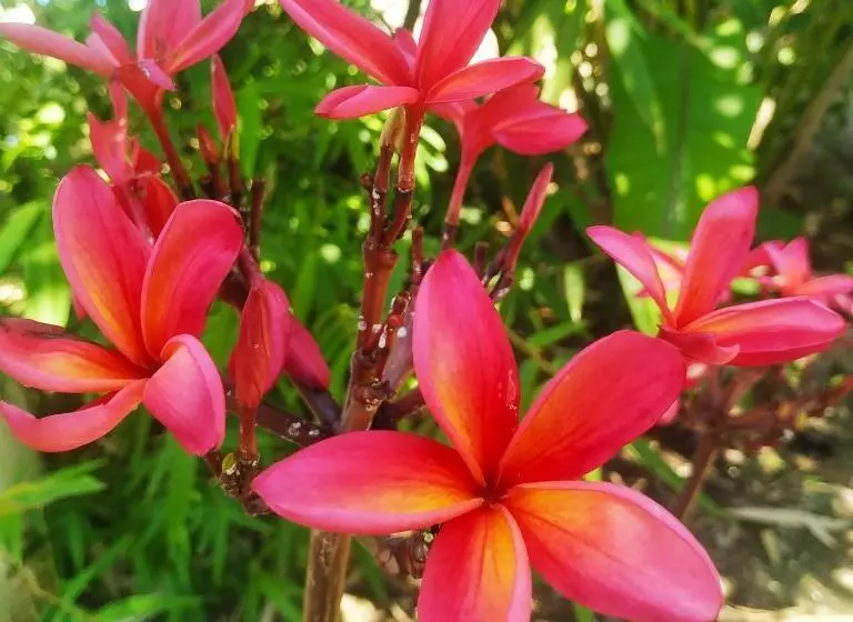 Black Bamboo B&b