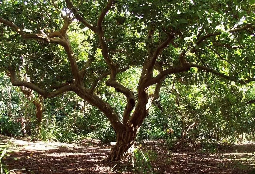 Aamiaismajoitus (B&B) Quinta Das Buganvílias