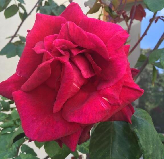 ペンション Boarding Potsdam