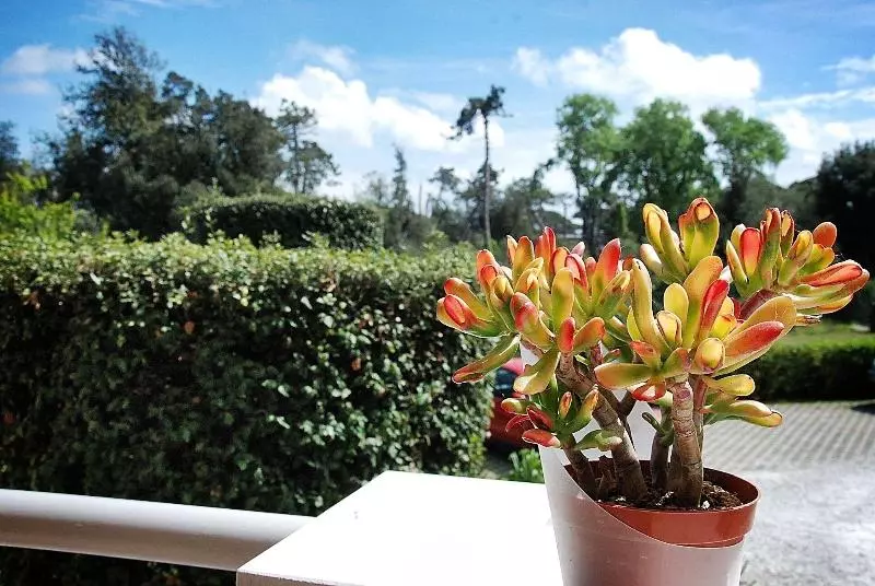 Hotelli Residence Il Caminetto