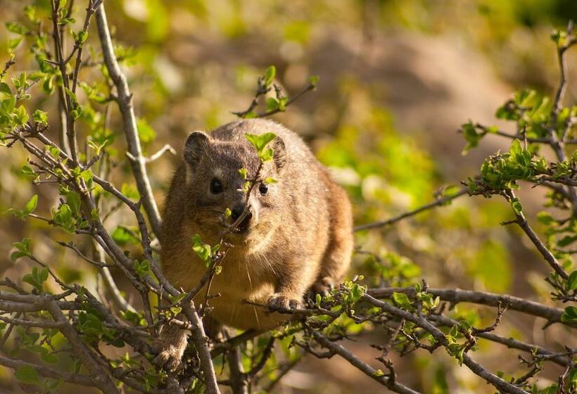 בית מלון כפרי Isandlwana Lodge