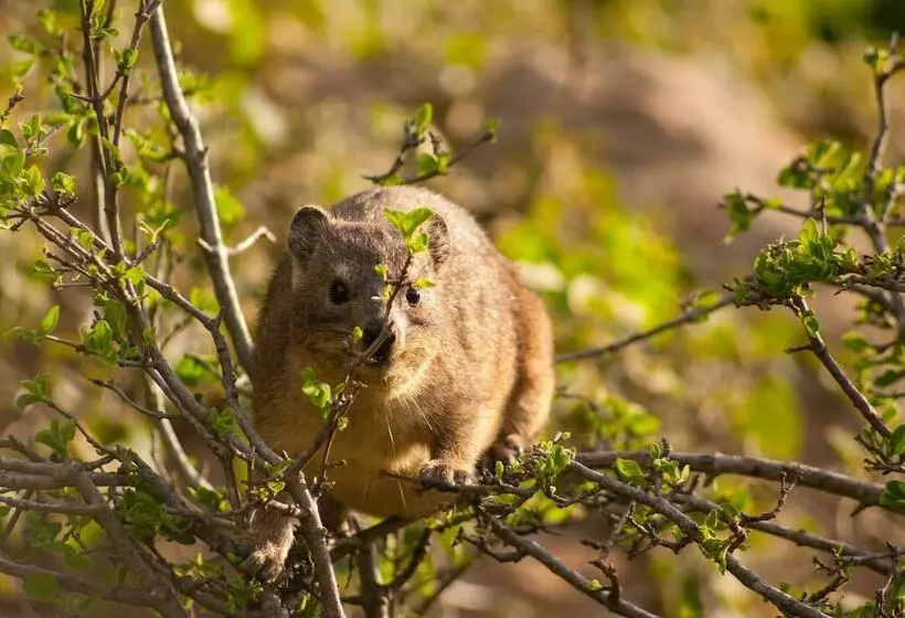 ホテル Isandlwana Lodge