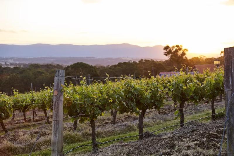 酒店 Wandin Valley Estate