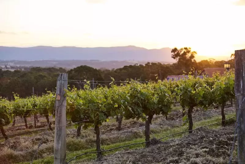 ホテル Wandin Valley Estate