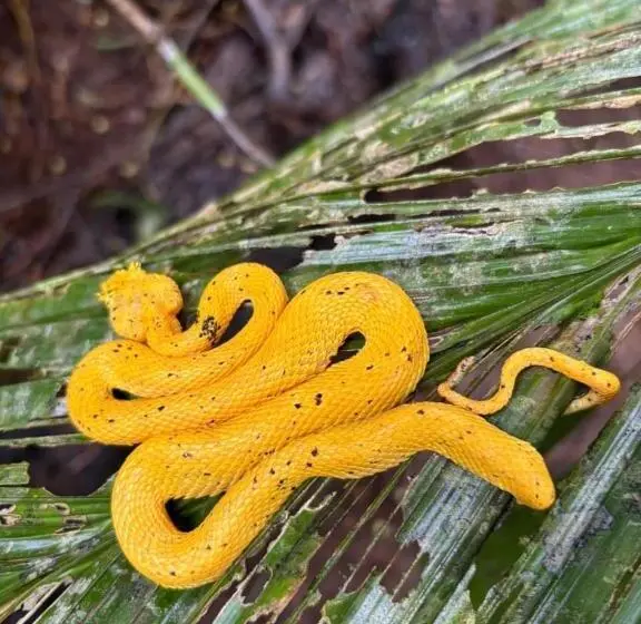 Hotelli Cabinas Ensueños