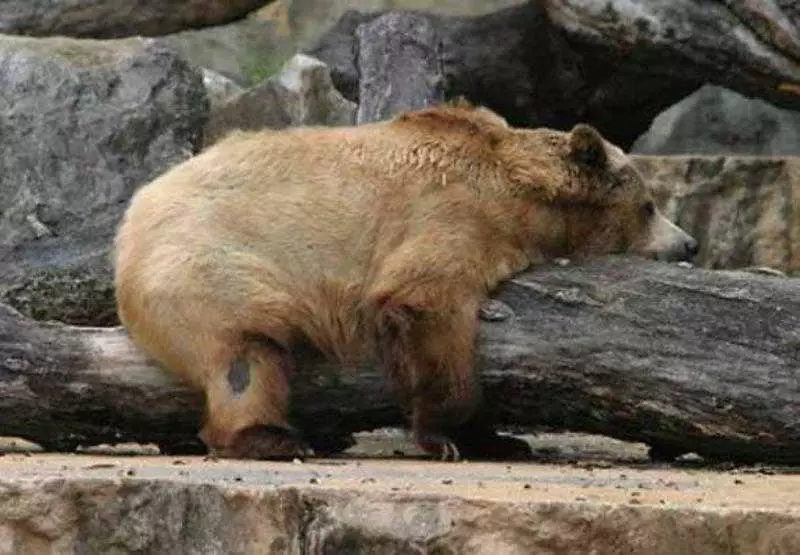 فندق Residence Inn By Marriott San Antonio Airport/alamo Heights