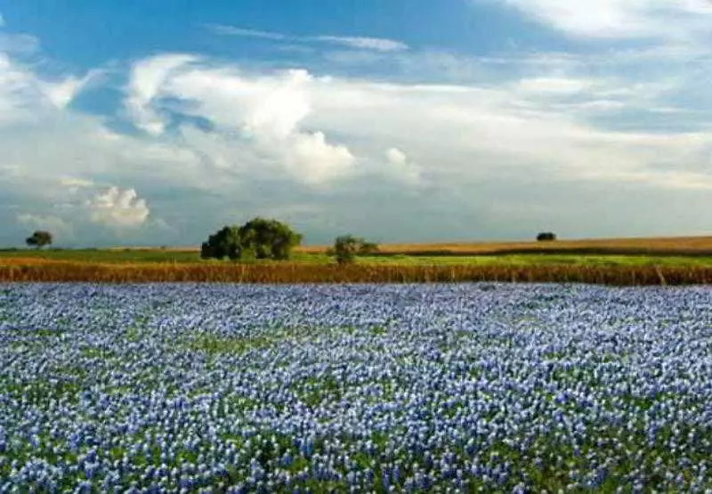 فندق Residence Inn By Marriott San Antonio Airport/alamo Heights