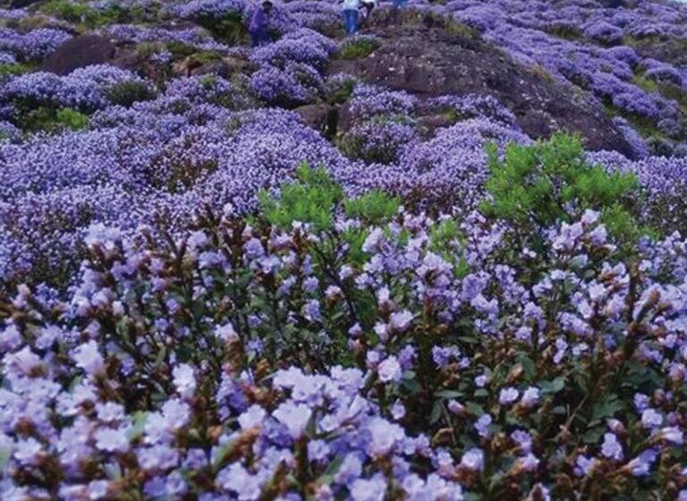 호텔 Munnar Central