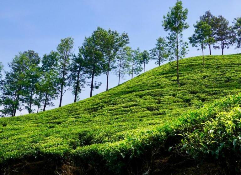 호텔 Munnar Central