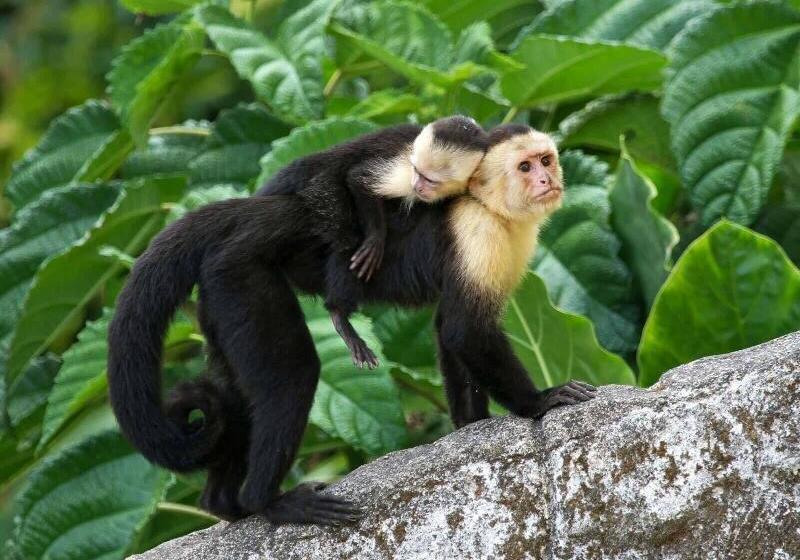 هتل Igloo Beach Lodge