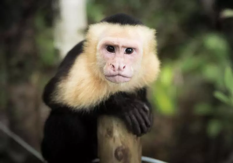 Hotelli Igloo Beach Lodge