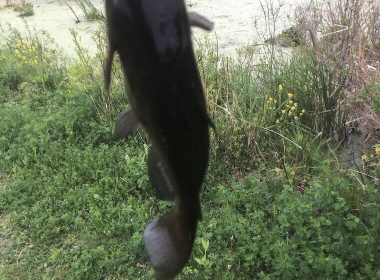 Cabin & Motel Rentals