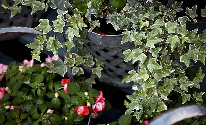 فندق Morgan State House Inn