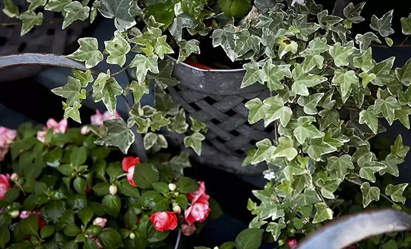 ホテル Morgan State House Inn