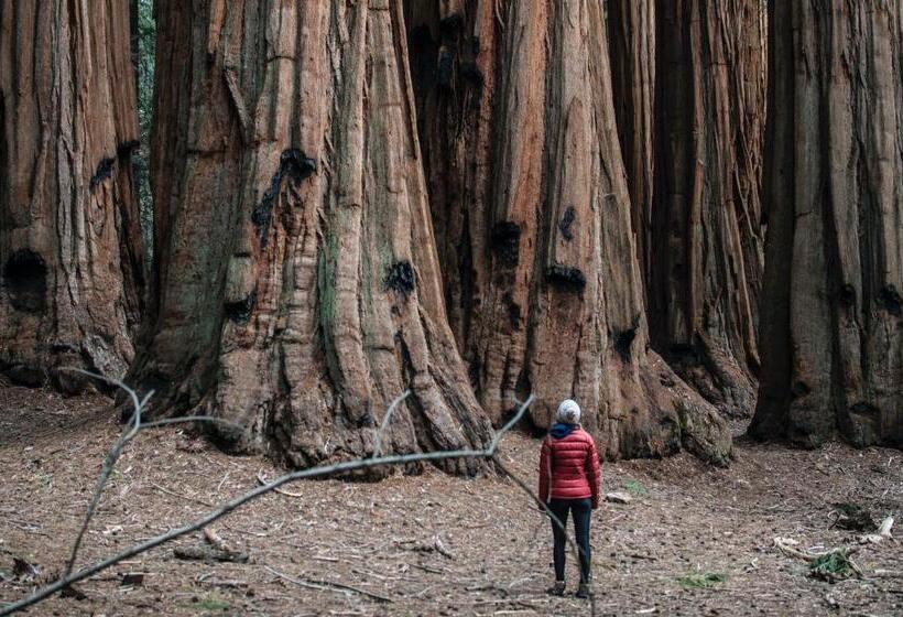 בית מלון כפרי Sierra Lodge Three Rivers