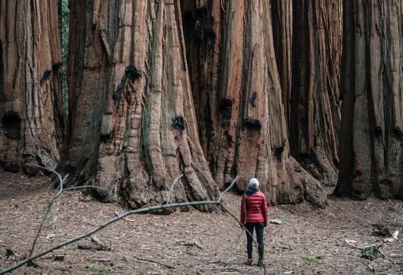 ホテル Sierra Lodge Three Rivers