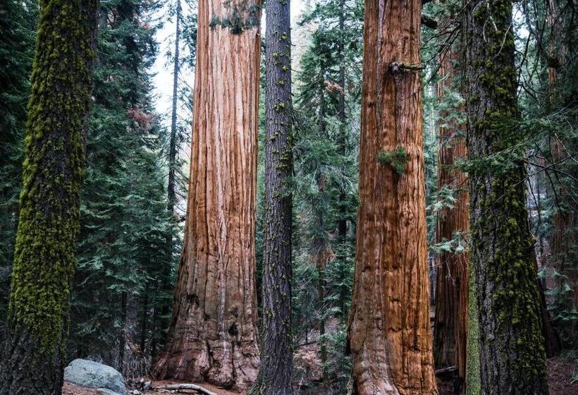 בית מלון כפרי Sierra Lodge Three Rivers