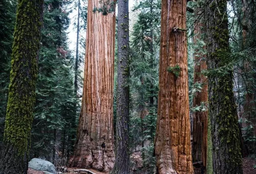 ホテル Sierra Lodge Three Rivers