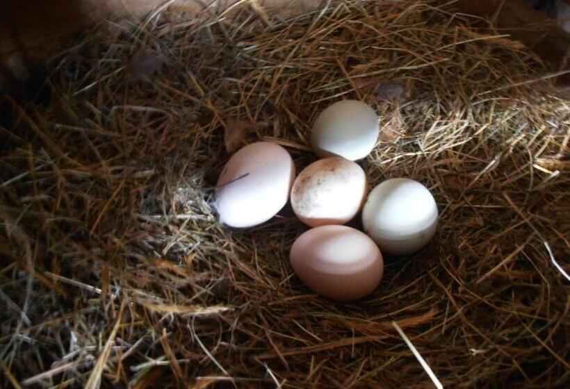 ホテル Agroturismo Coñico