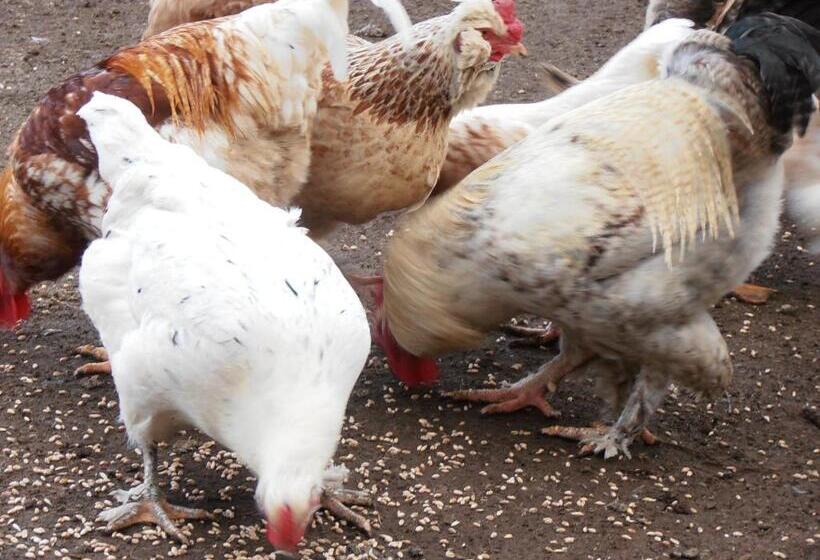 ホテル Agroturismo Coñico