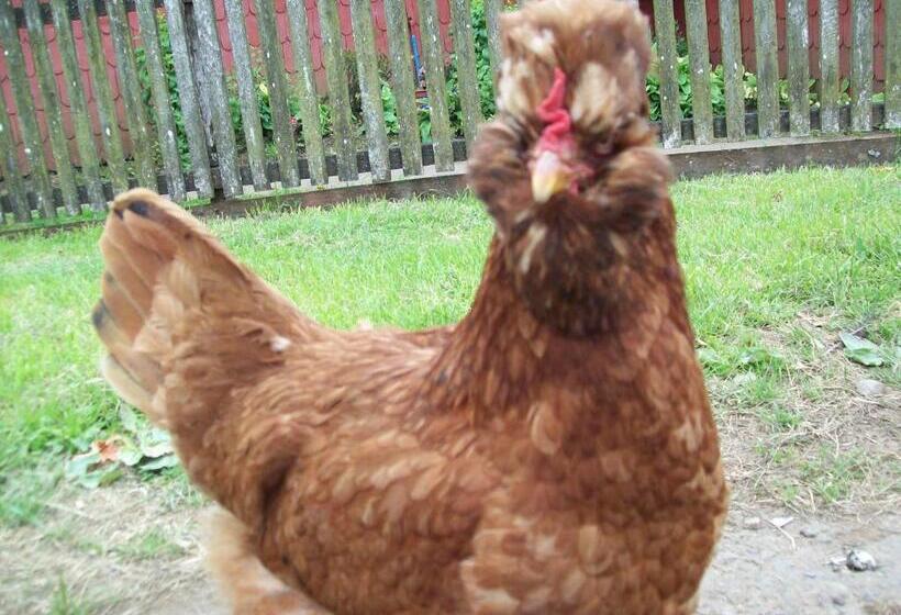 ホテル Agroturismo Coñico