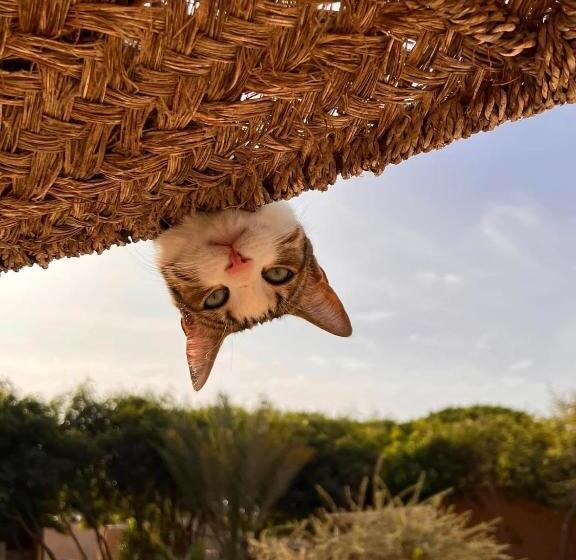 פנסיון Dar Tawarta Guest House Dakhla