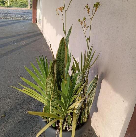 Hospedaria Pousada Flores De Ipê