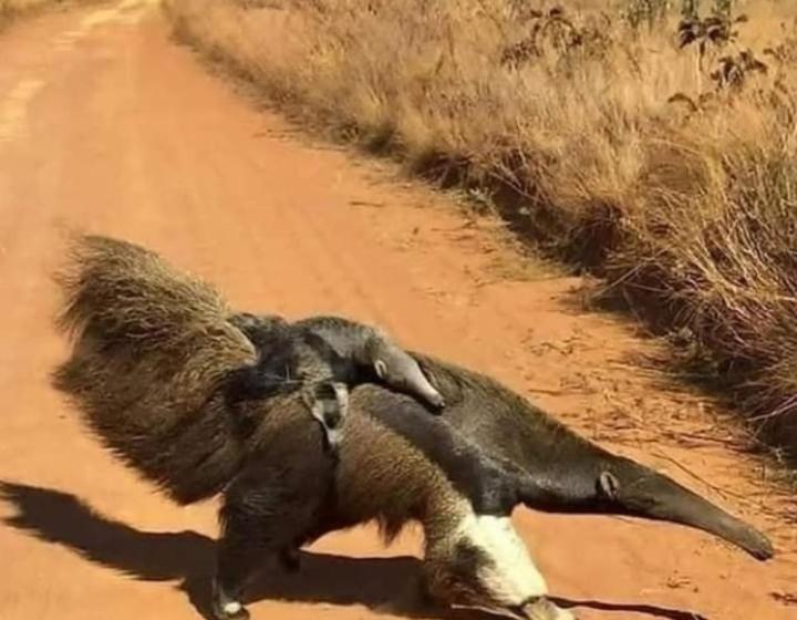 Hospedaria Pousada Flores De Ipê