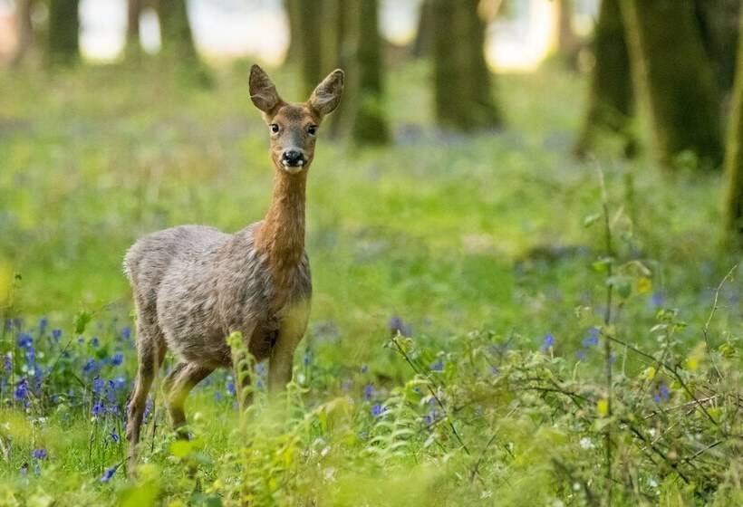 ホテル Daisybank Cottage