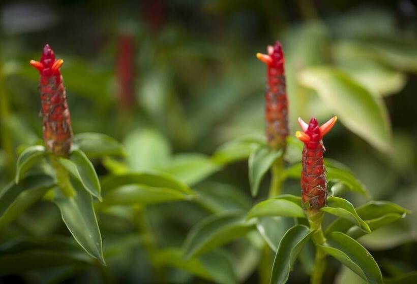 בית מלון כפרי The Deco House