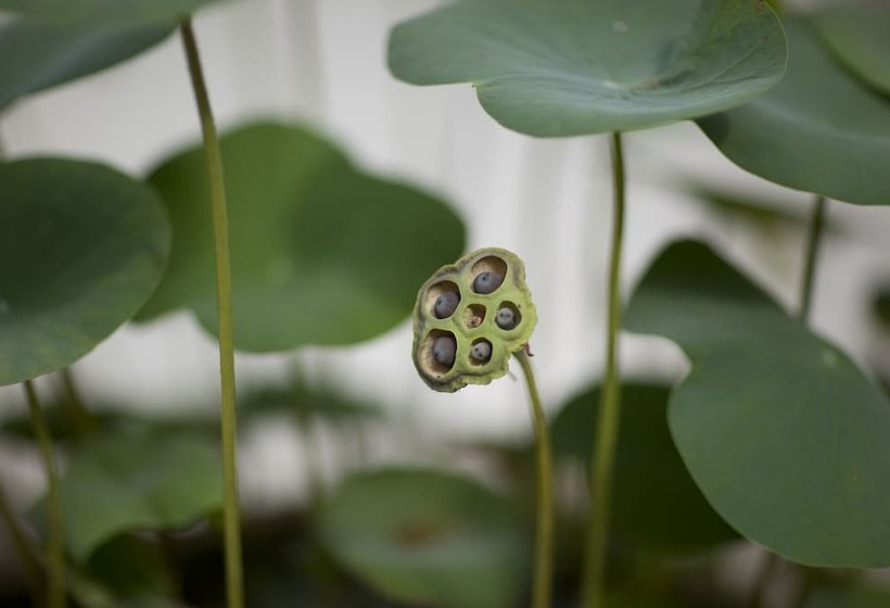 בית מלון כפרי The Deco House