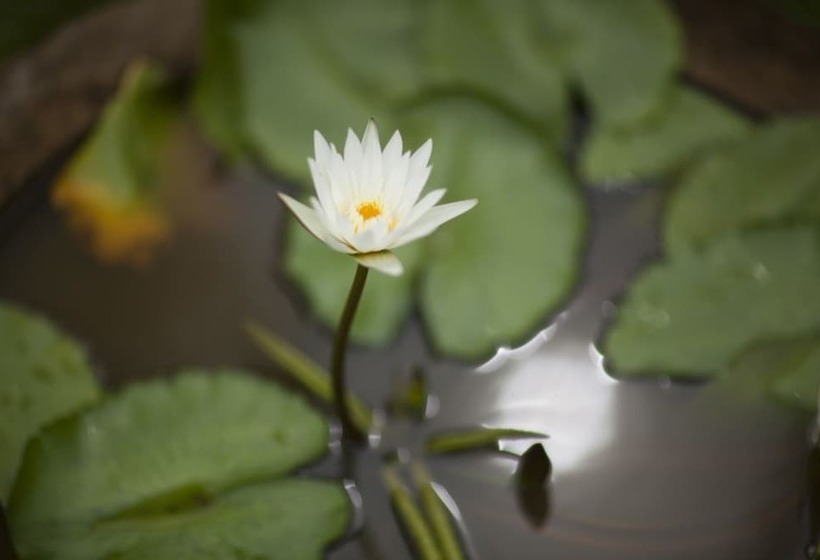 בית מלון כפרי The Deco House