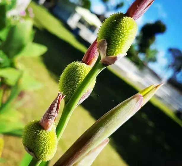 ペンション Chacara Estrela Do Mar