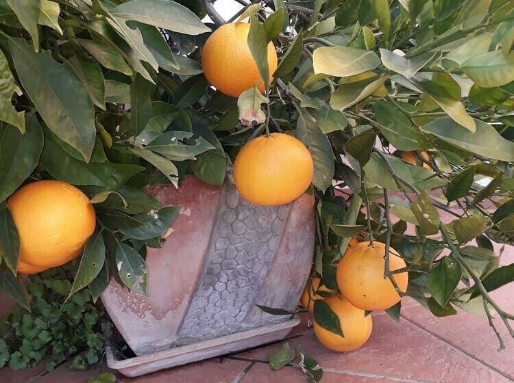 Villa Jadranka Privlaka