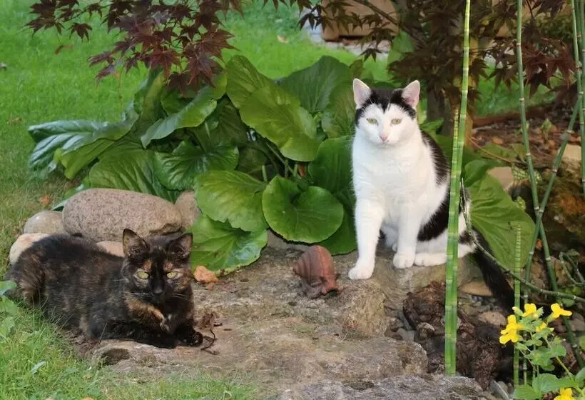 Cosy Apartment In The Harz Mountains