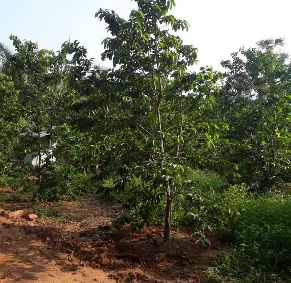 هتل Nebula Farm House