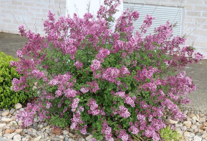 فندق The Village Inn