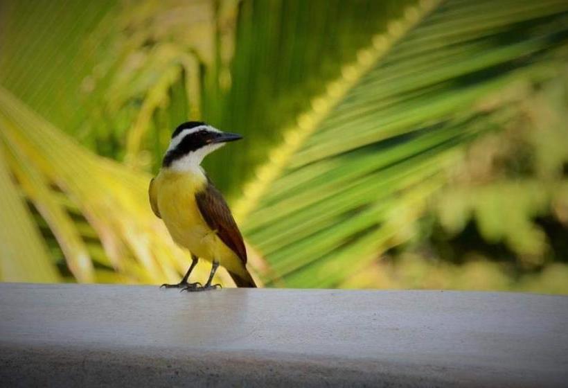 پانسیون Cañafistula Fourth Dimension