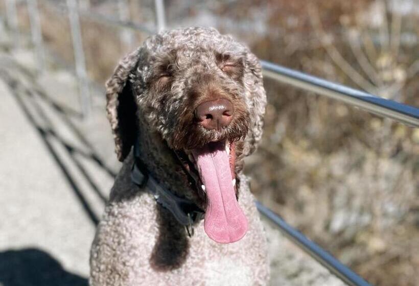 Apartahotel Canfranc