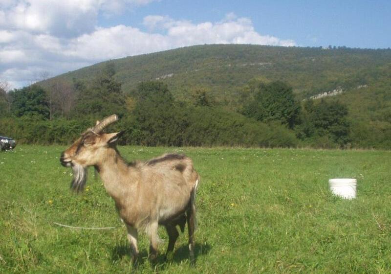 Rural Pension Istra Partner