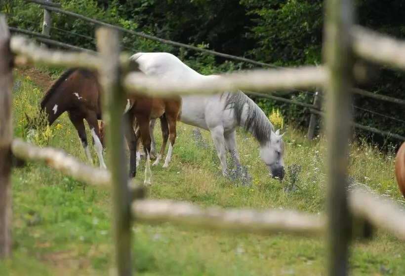 ペンション Penzion U Strakatého Koně